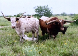 ranch management cattle